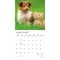 Plato; Kittens & Puppies | 2027 12 x 24 Inch (Hanging) Monthly Square Wall Calendar | Foil Stamped Cover; Category:Wall Calendars; Image:4